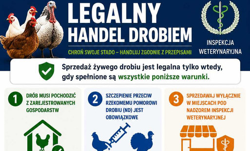 Zdjęcie do Legalny handel drobiem, chroń swoje stado - handluj zgodnie z przepisami